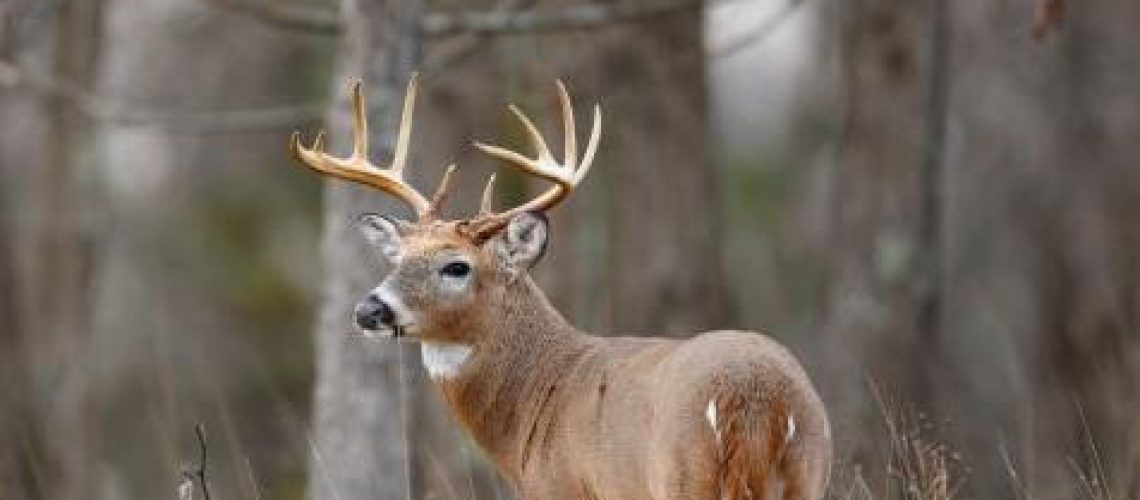 LBL Quota Deer Hunt 7-6-23