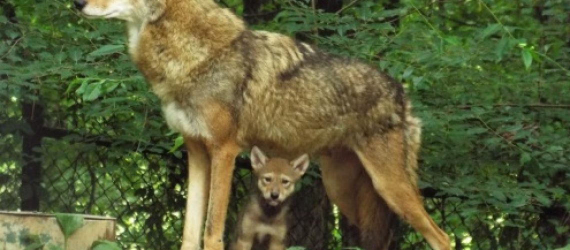 red-wolf-pup-with-mom-WKMS